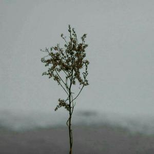 九九中文无码高清
